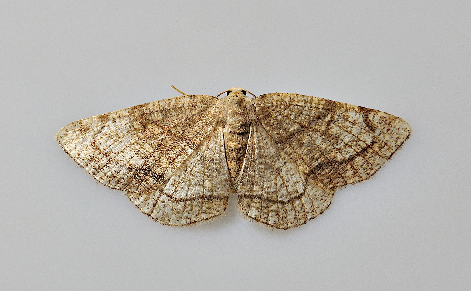 foto A037967, © Adriaan van Os, Corsavy 13-06-2017, hoogte 800 m, Stegania trimaculata