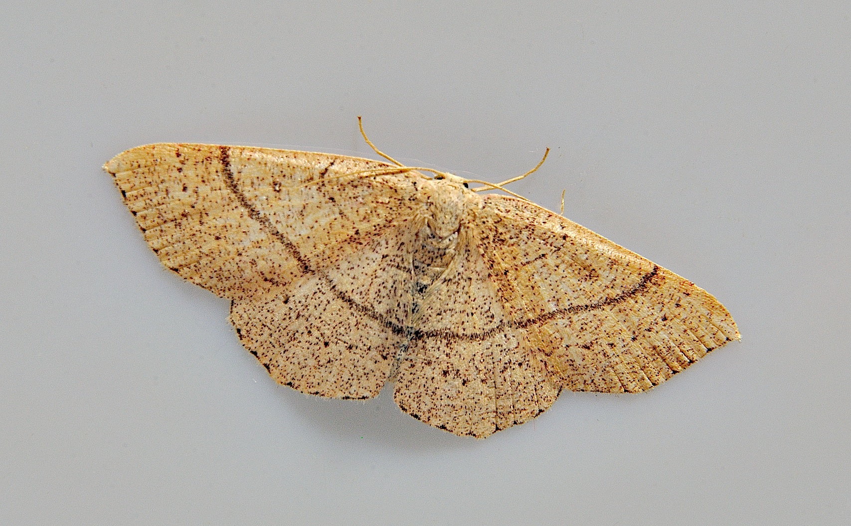 foto A037982, © Adriaan van Os, Corsavy 13-06-2017, hoogte 800 m, Cyclophora ruficiliaria ?