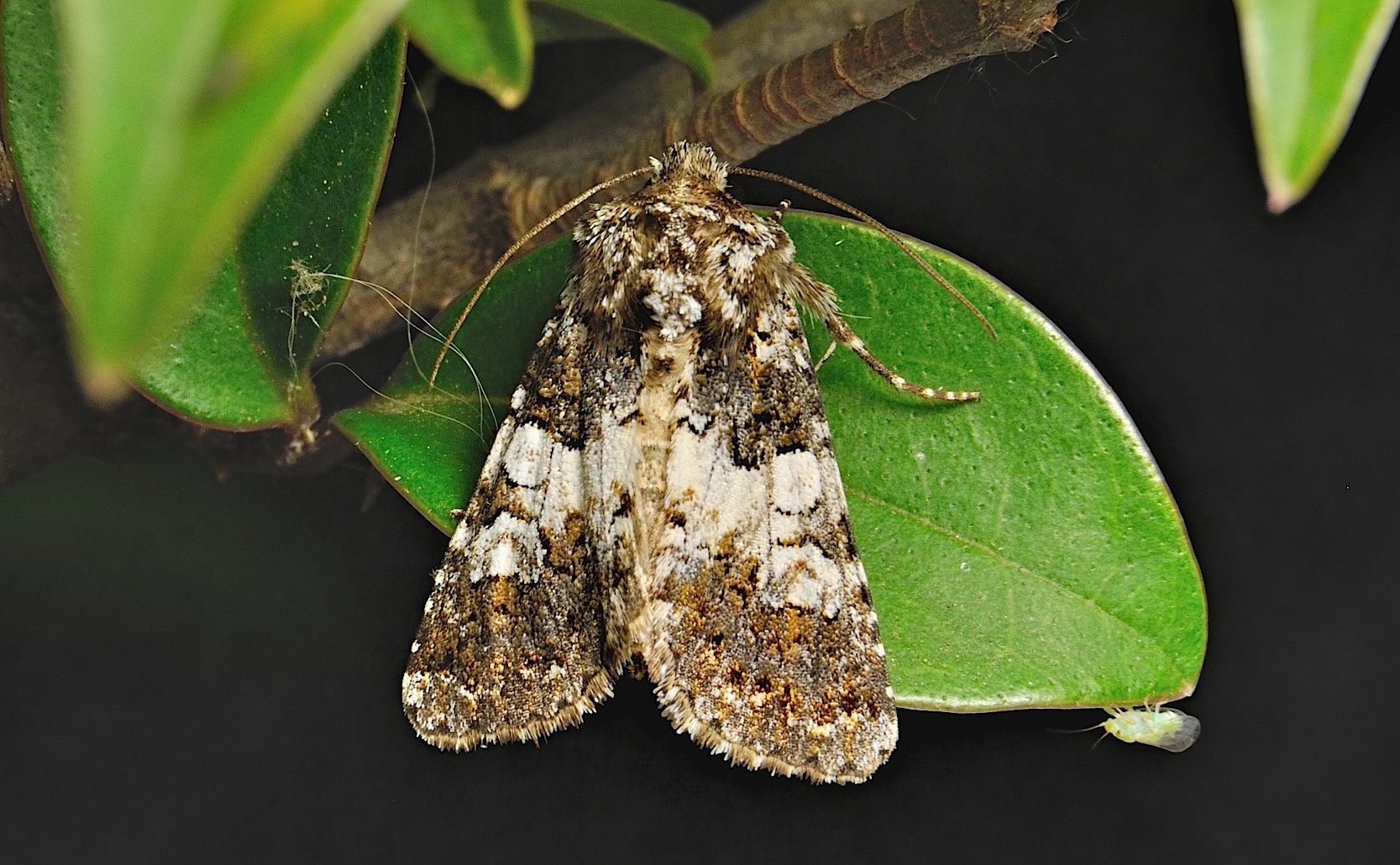 Foto A038050, © Adriaan van Os, Corsavy 13-06-2017, H�he 800 m, Hadena compta oder Hadena confusa