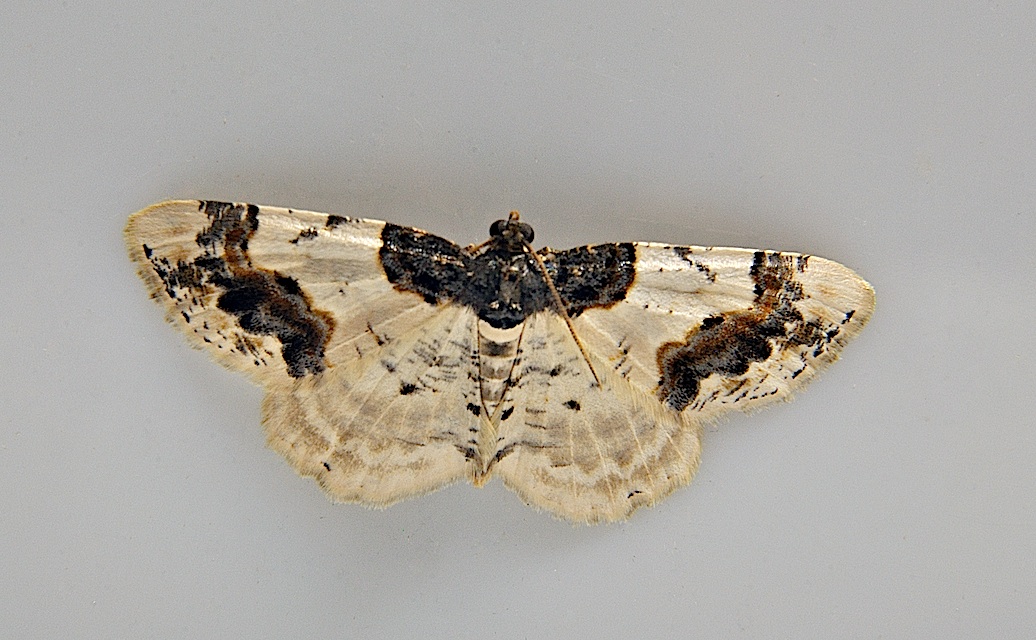 foto A038060, © Adriaan van Os, Corsavy 14-06-2017, altitud 800 m, Ligdia adustata