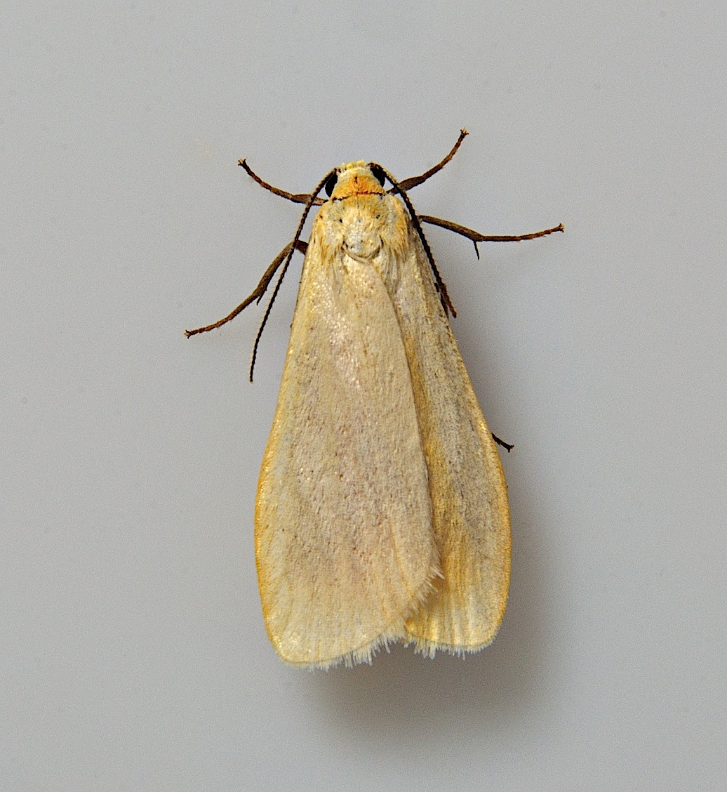 Foto A038117, © Adriaan van Os, Corsavy 14-06-2017, H�he 800 m, Eilema sororcula ?