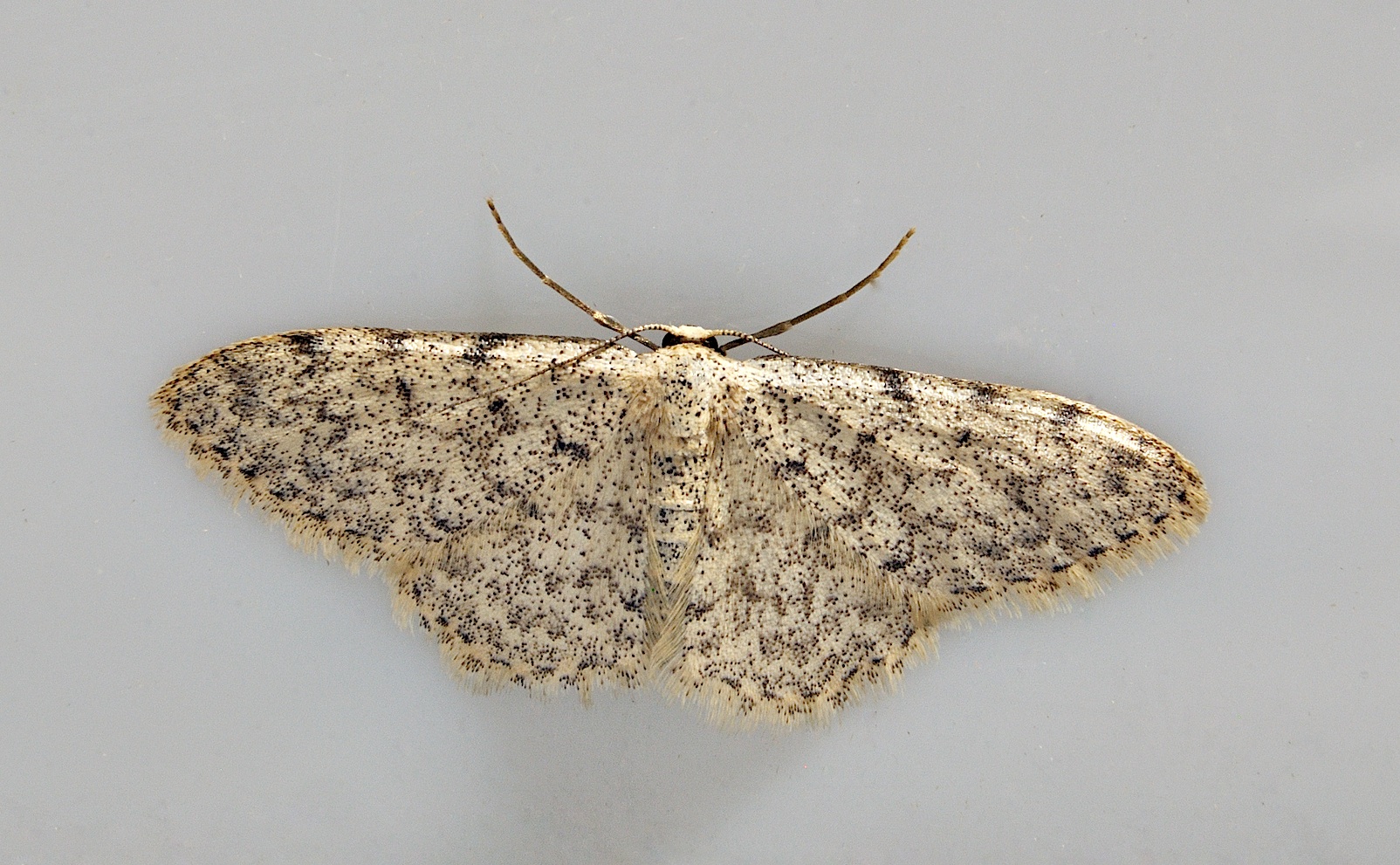 foto A038203, © Adriaan van Os, Corsavy 14-06-2017, altitud 800 m, Scopula marginepunctata