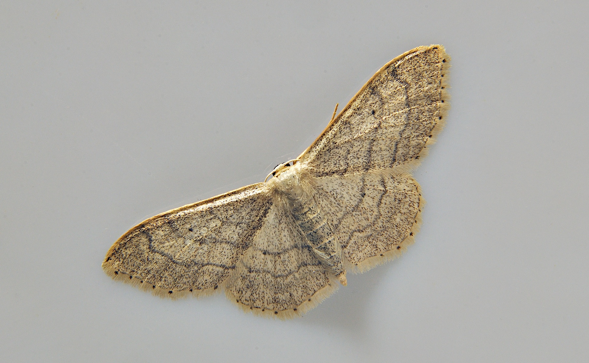 Foto A038278, © Adriaan van Os, Corsavy 14-06-2017, H�he 800 m, Idaea deversaria ?