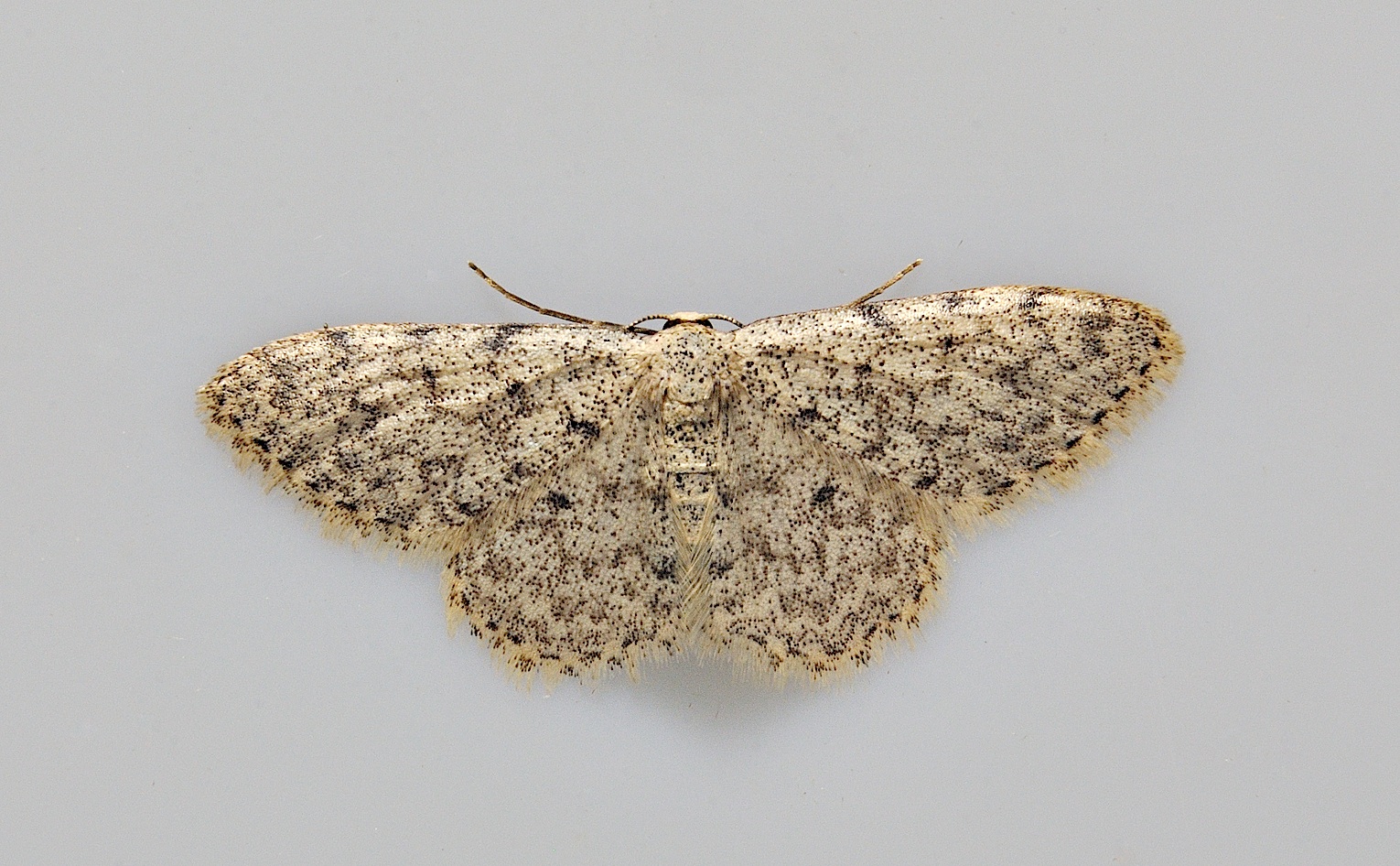 foto A038317, © Adriaan van Os, Corsavy 14-06-2017, altitud 800 m, Scopula marginepunctata