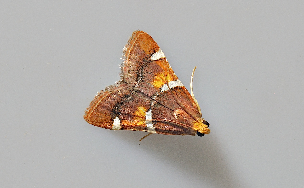 foto A038375, © Adriaan van Os, Corsavy 14-06-2017, hoogte 800 m, Pyralis regalis