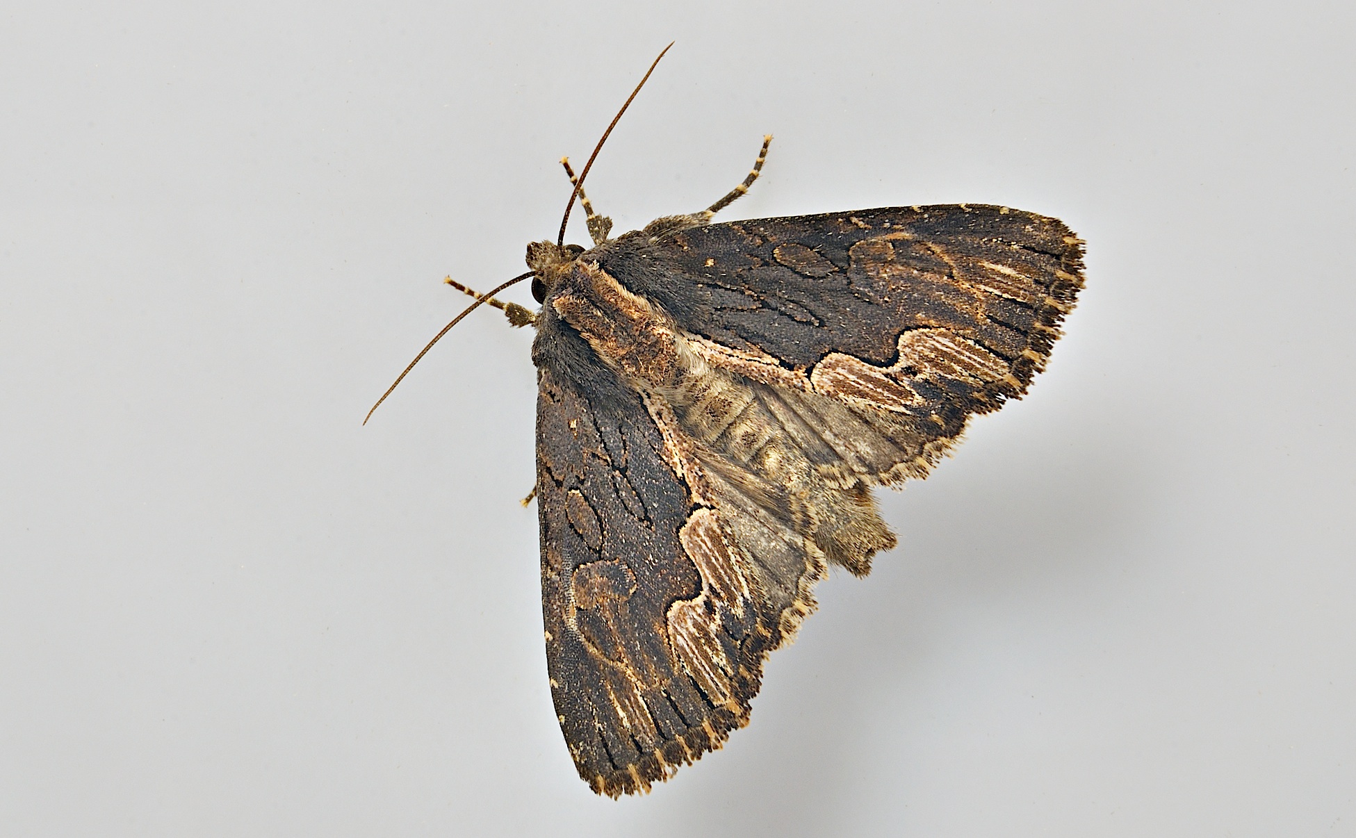 Foto A038512, © Adriaan van Os, Corsavy 15-06-2017, H�he 800 m, Dypterygia scabriuscula