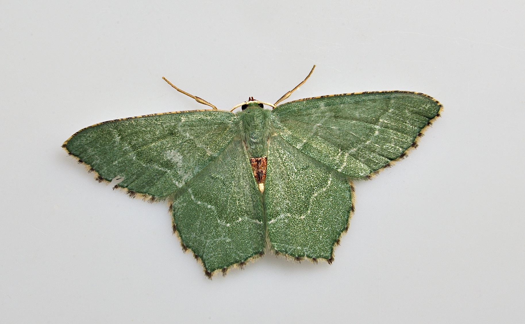 photo A038590, © Adriaan van Os, Corsavy 15-06-2017, altitudo 800 m, Hemithea aestivaria