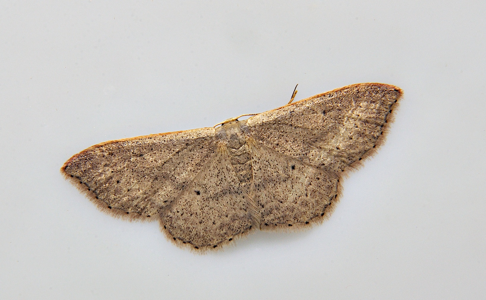 foto A038603, © Adriaan van Os, Corsavy 15-06-2017, hoogte 800 m, Idaea predotaria