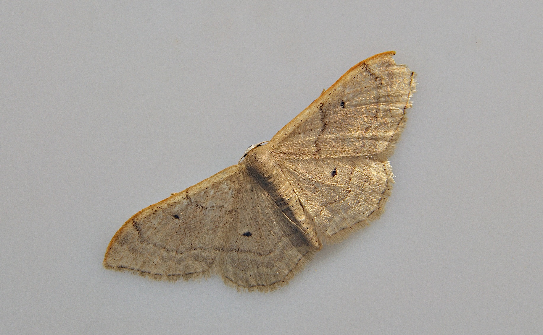 photo A038617, © Adriaan van Os, Corsavy 15-06-2017, altitudo 800 m, Idaea degeneraria
