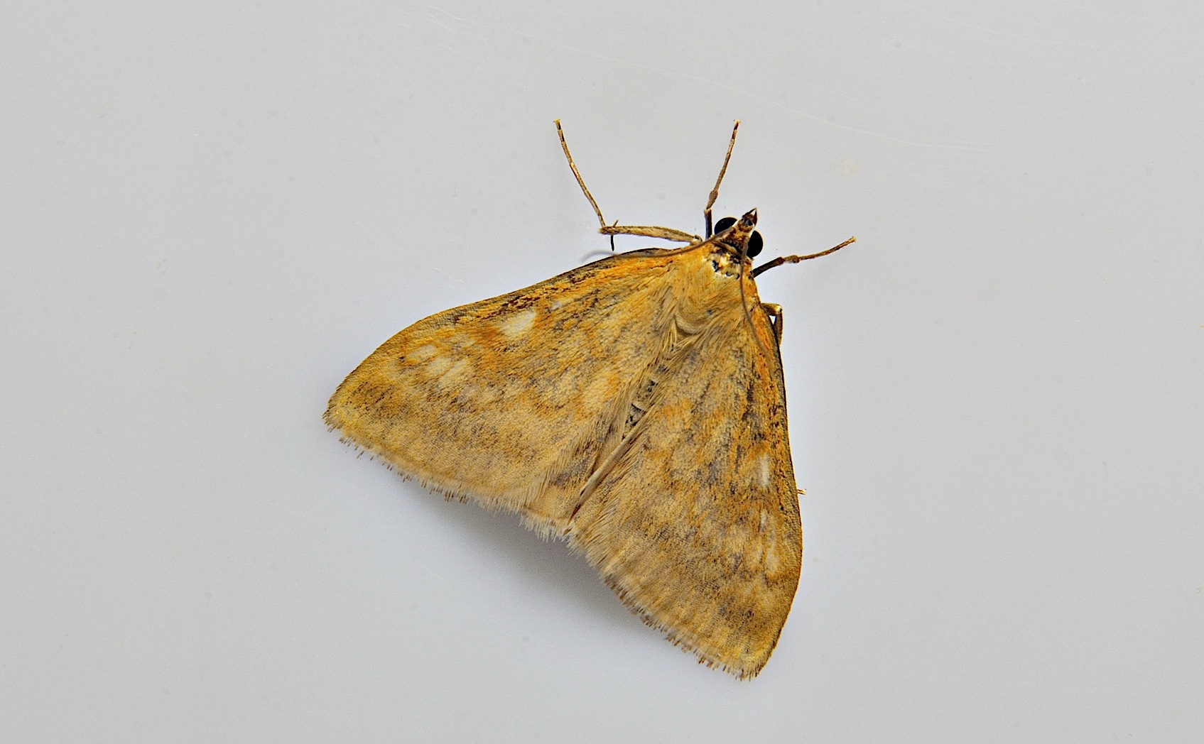 Foto A038647, © Adriaan van Os, Corsavy 15-06-2017, H�he 800 m, Sitochroa verticalis