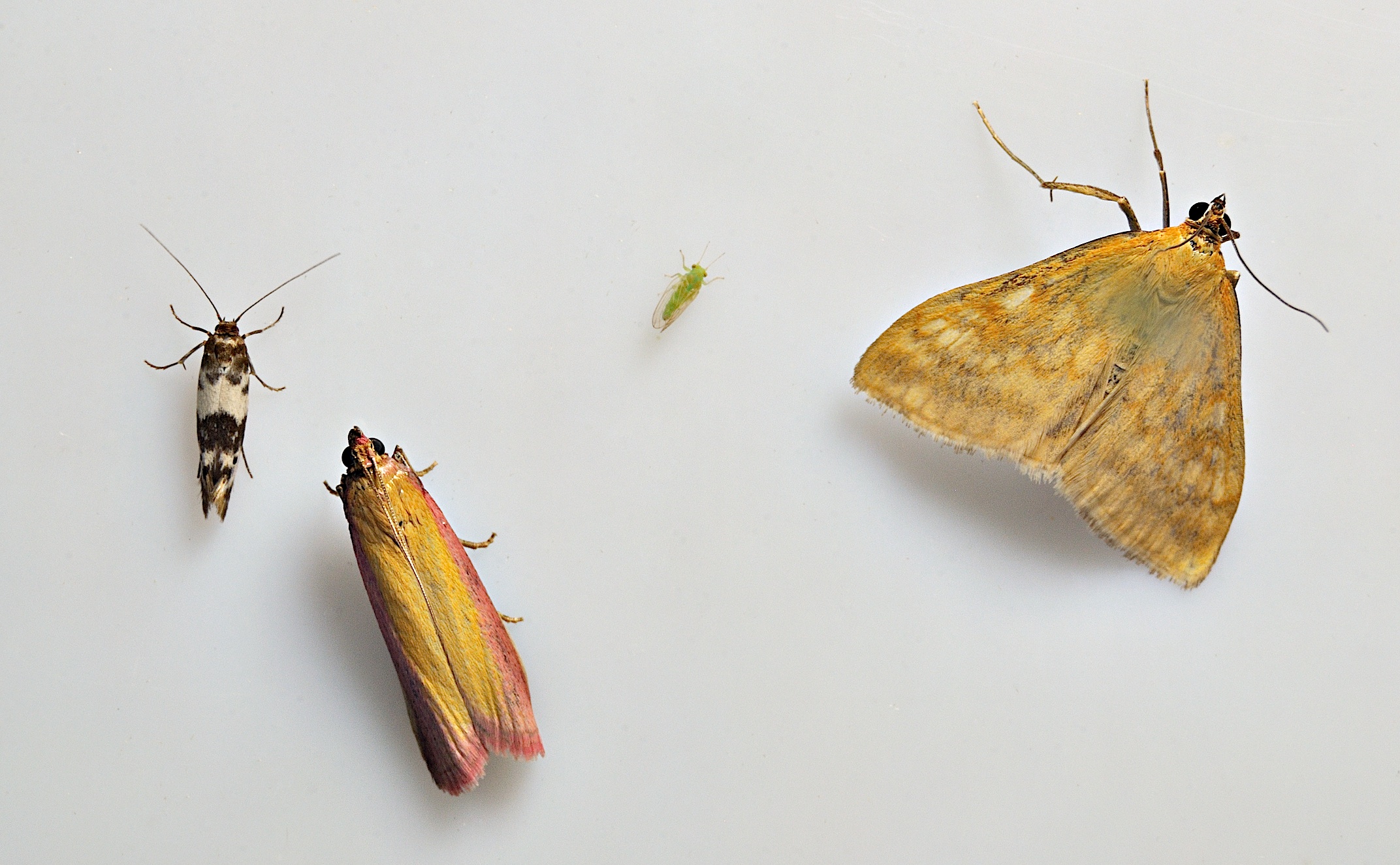 Foto A038650, © Adriaan van Os, Corsavy 15-06-2017, H�he 800 m, Oncocera semirubella (inmitten) mit Sitochroa verticalis (rechts) und Enolmis acanthella (links)