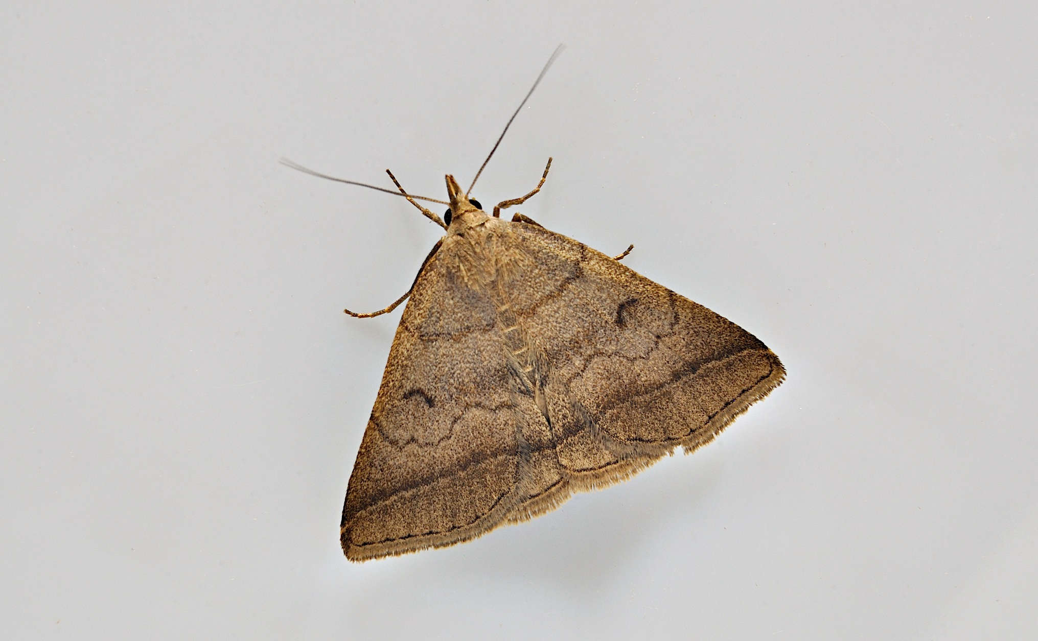 foto A038677, © Adriaan van Os, Corsavy 15-06-2017, hoogte 800 m, Zanclognatha lunalis