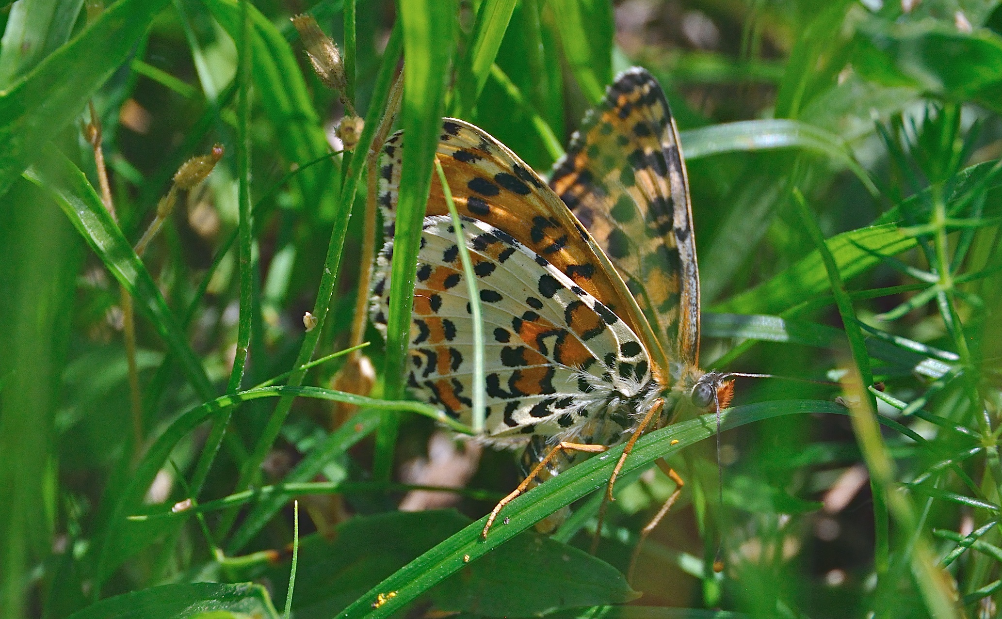 photo A038947, © Adriaan van Os, Corsavy 16-06-2017, altitudo 800 m, ♀ Melitaea didyma