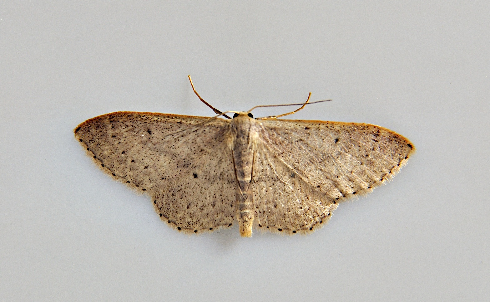 foto A039124, © Adriaan van Os, Corsavy 16-06-2017, hoogte 800 m, Idaea predotaria
