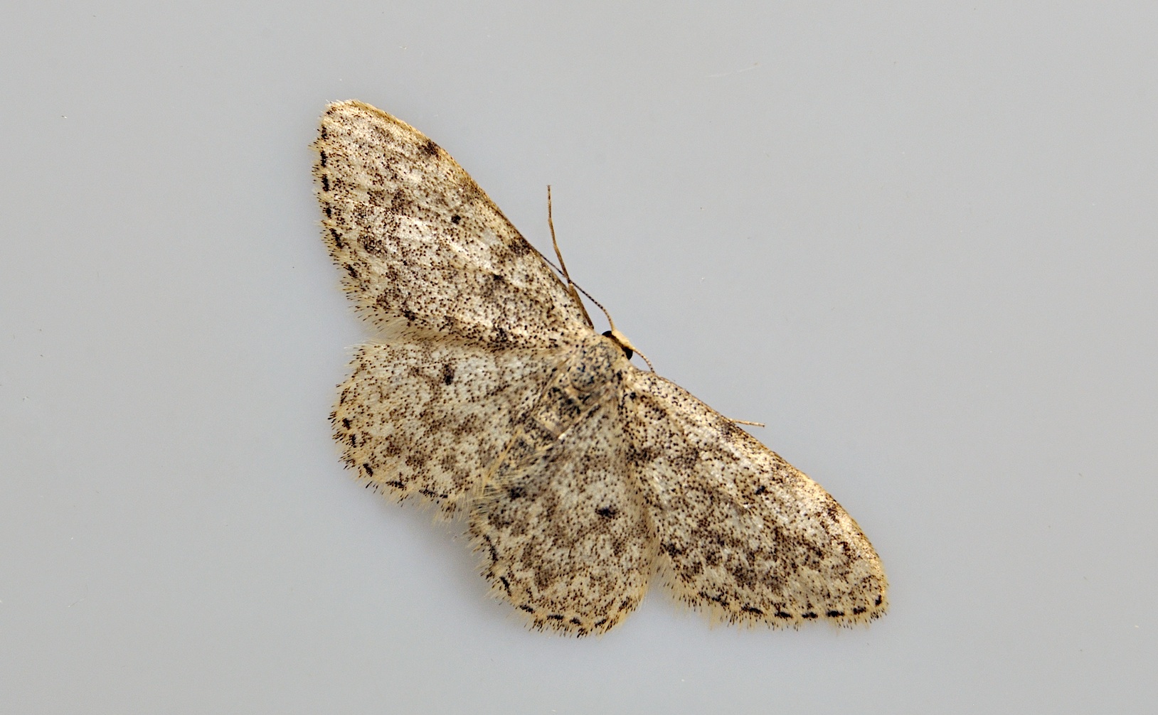 Foto A039198, © Adriaan van Os, Corsavy 16-06-2017, H�he 800 m, Scopula marginepunctata