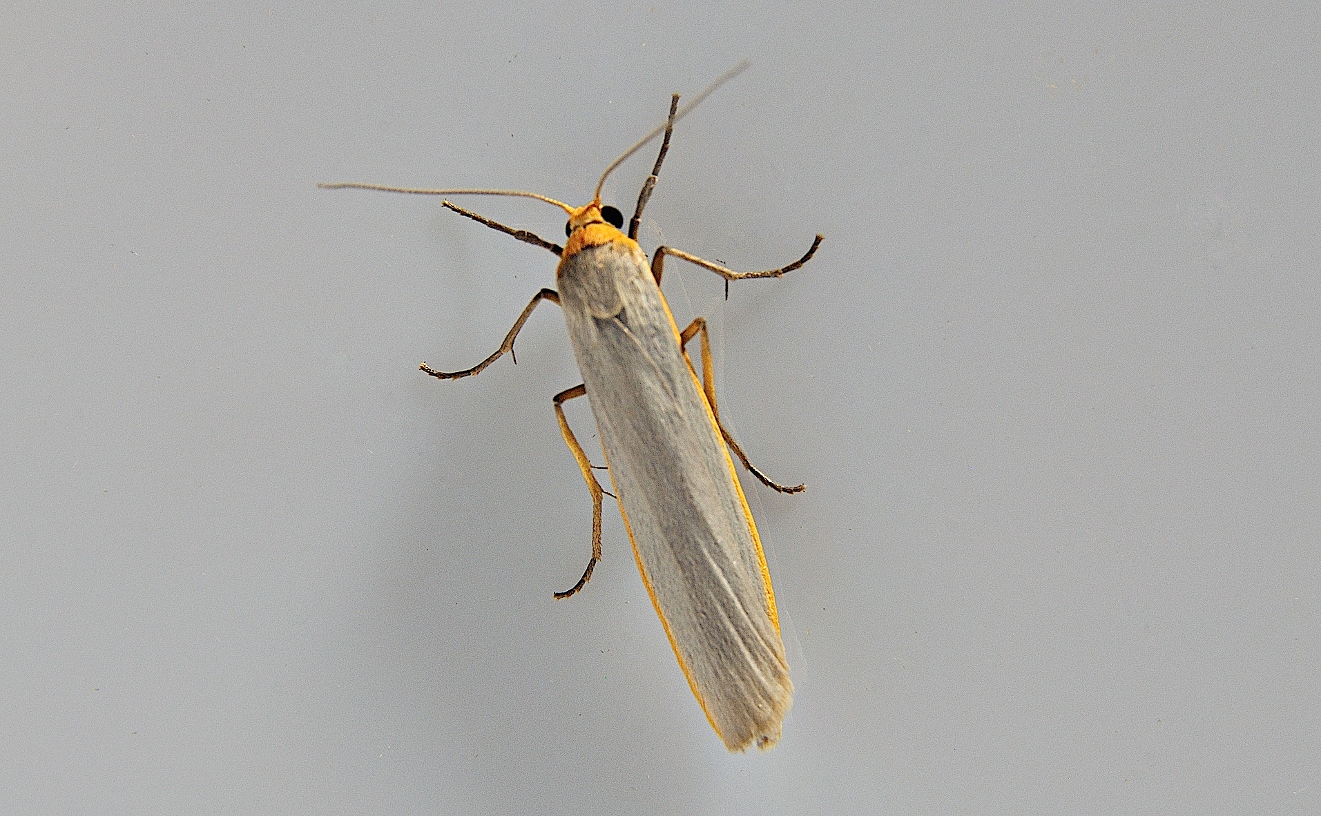 foto A039271, © Adriaan van Os, Corsavy 16-06-2017, altitud 800 m, Eilema complana o Eilema pseudocomplana