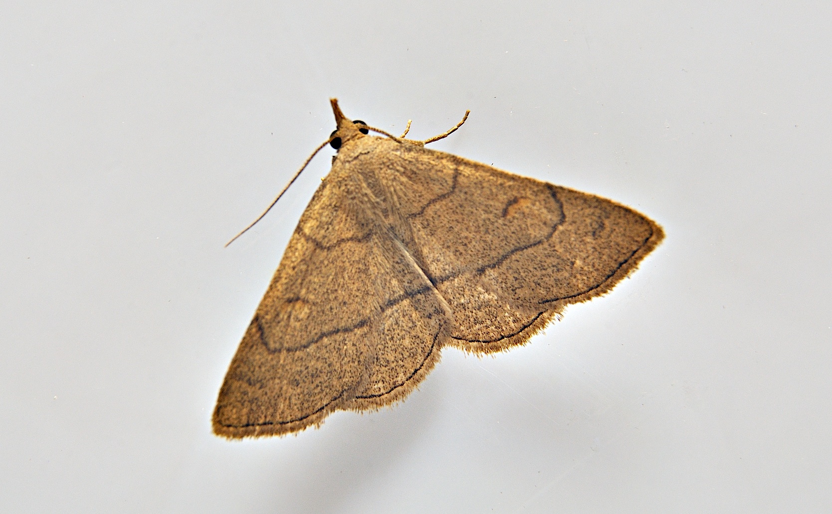 foto A039291, © Adriaan van Os, Corsavy 16-06-2017, altitud 800 m, Paracolax tristalis