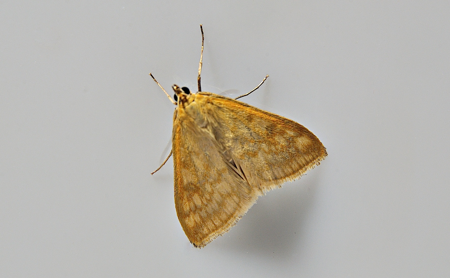 foto A039397, © Adriaan van Os, Corsavy 16-06-2017, hoogte 800 m, Sitochroa verticalis