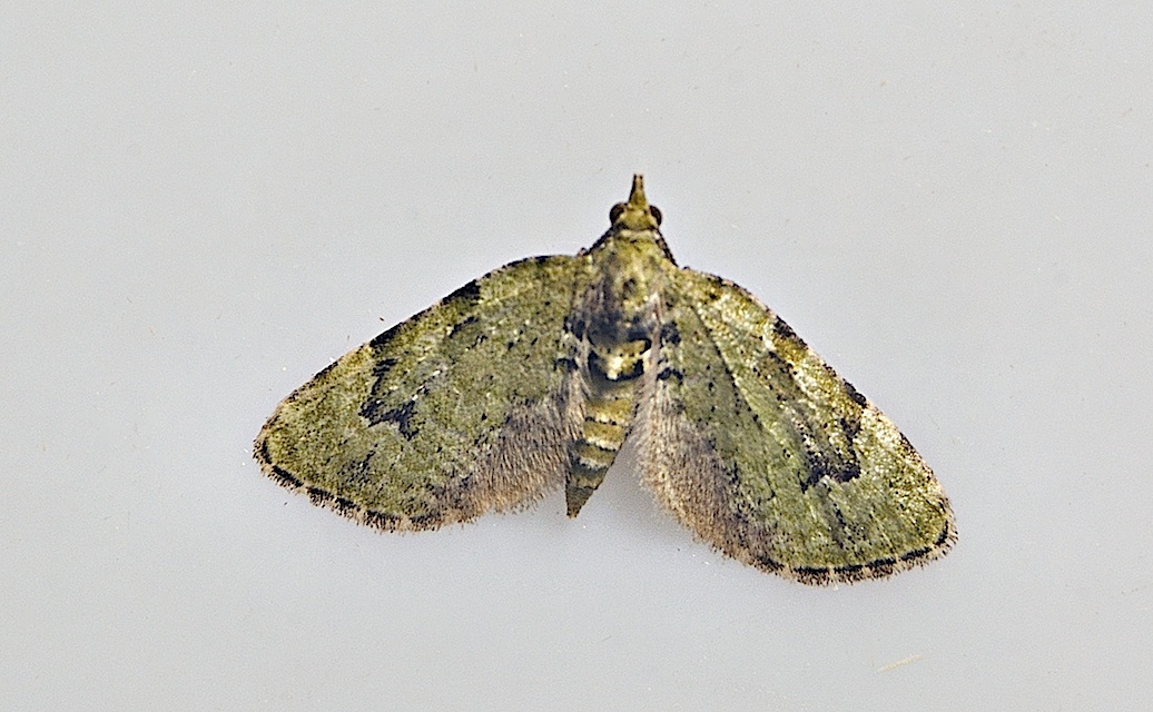 Foto A039524, © Adriaan van Os, 46 x 31 (�1) mm, Corsavy 17-06-2017, H�he 800 m, Chloroclystis v-ata