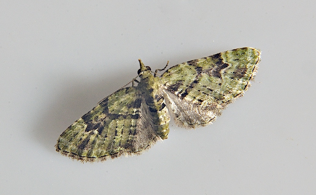 foto A039737, © Adriaan van Os, Corsavy 17-06-2017, altitud 800 m, Chloroclystis v-ata