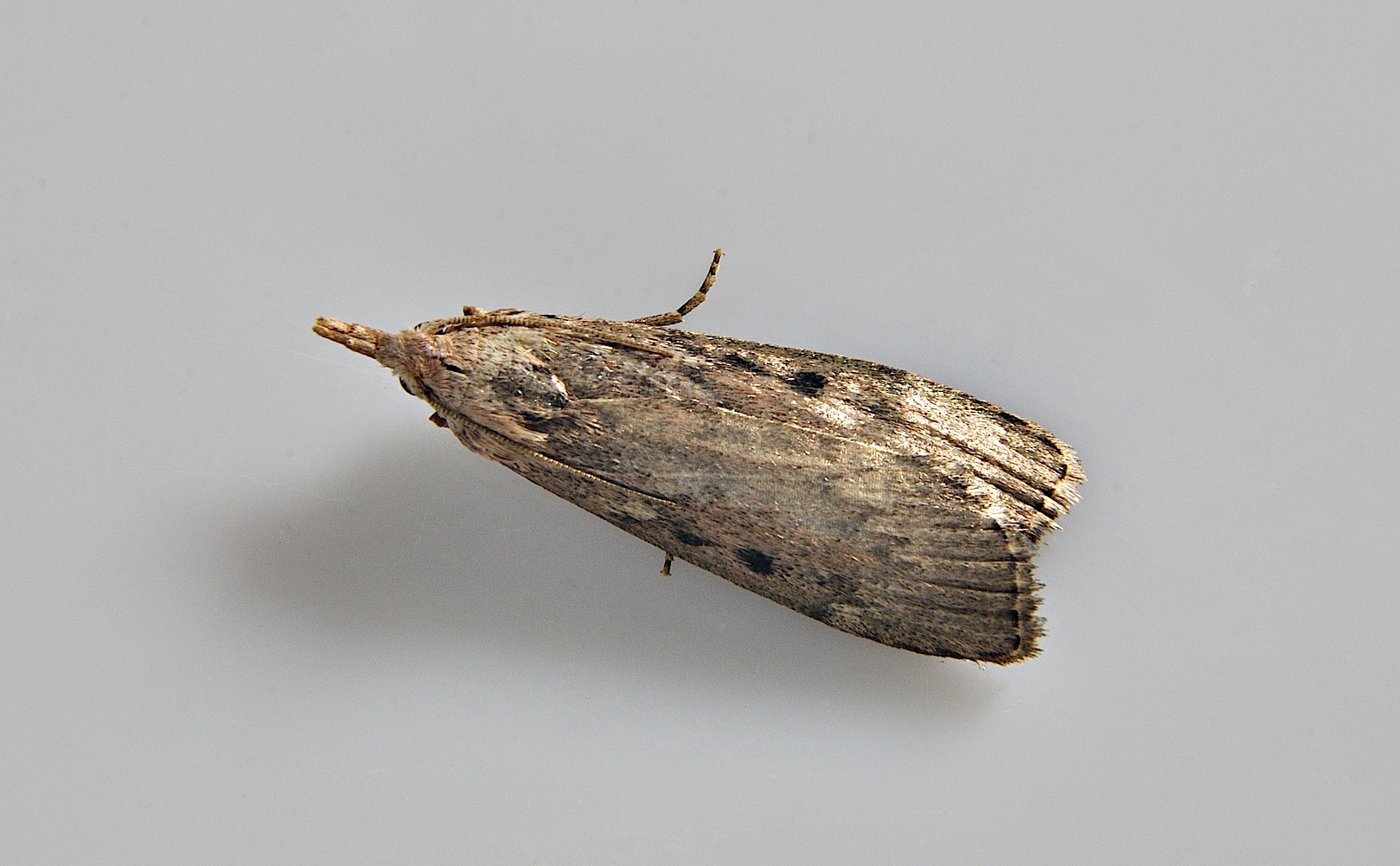 Foto A040080, © Adriaan van Os, Corsavy 18-06-2017, H�he 800 m, Aphomia sociella