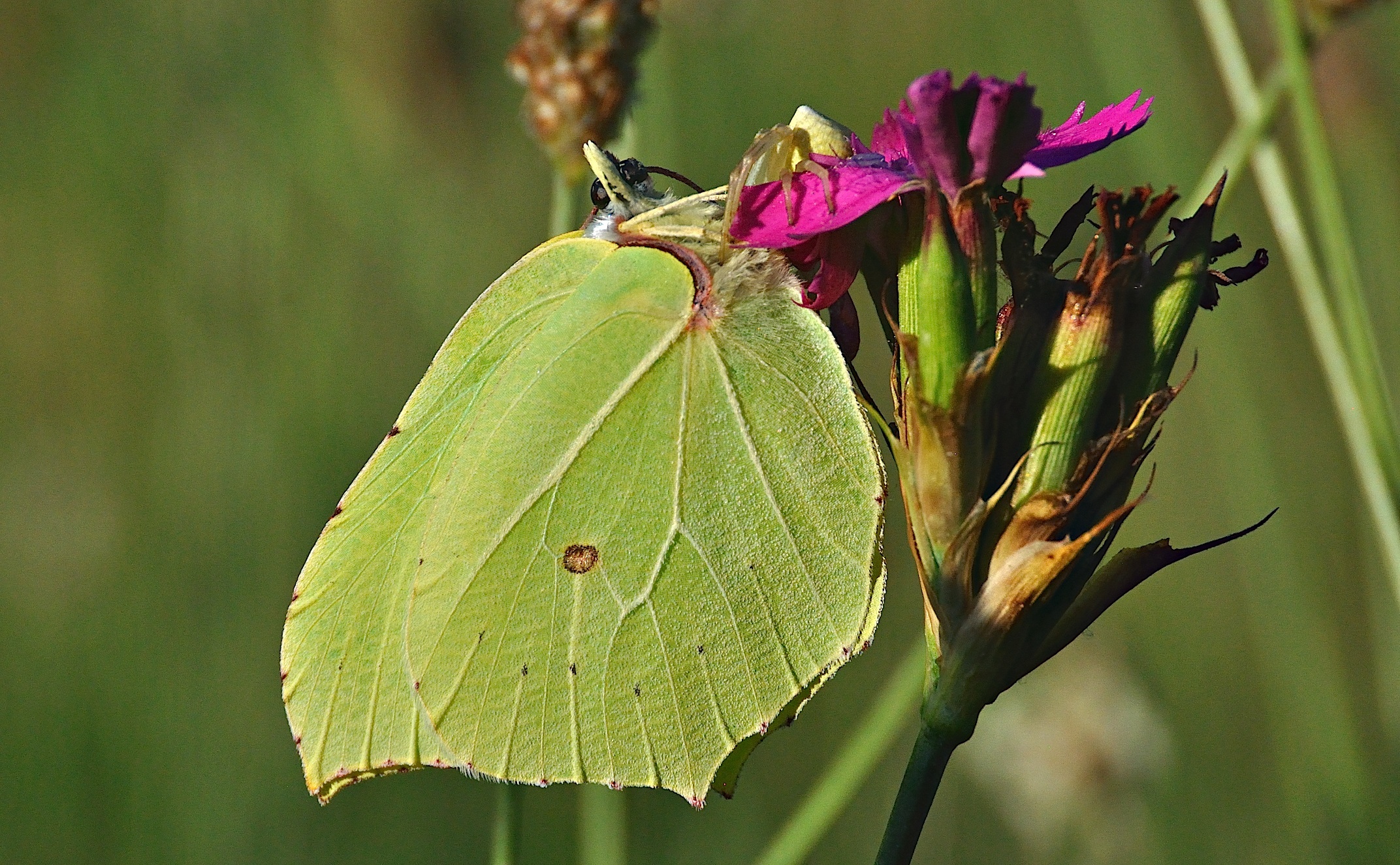 photo A040195, © Adriaan van Os, Corsavy 19-06-2017, altitudo 800 m, ♂ Gonepteryx rhamni