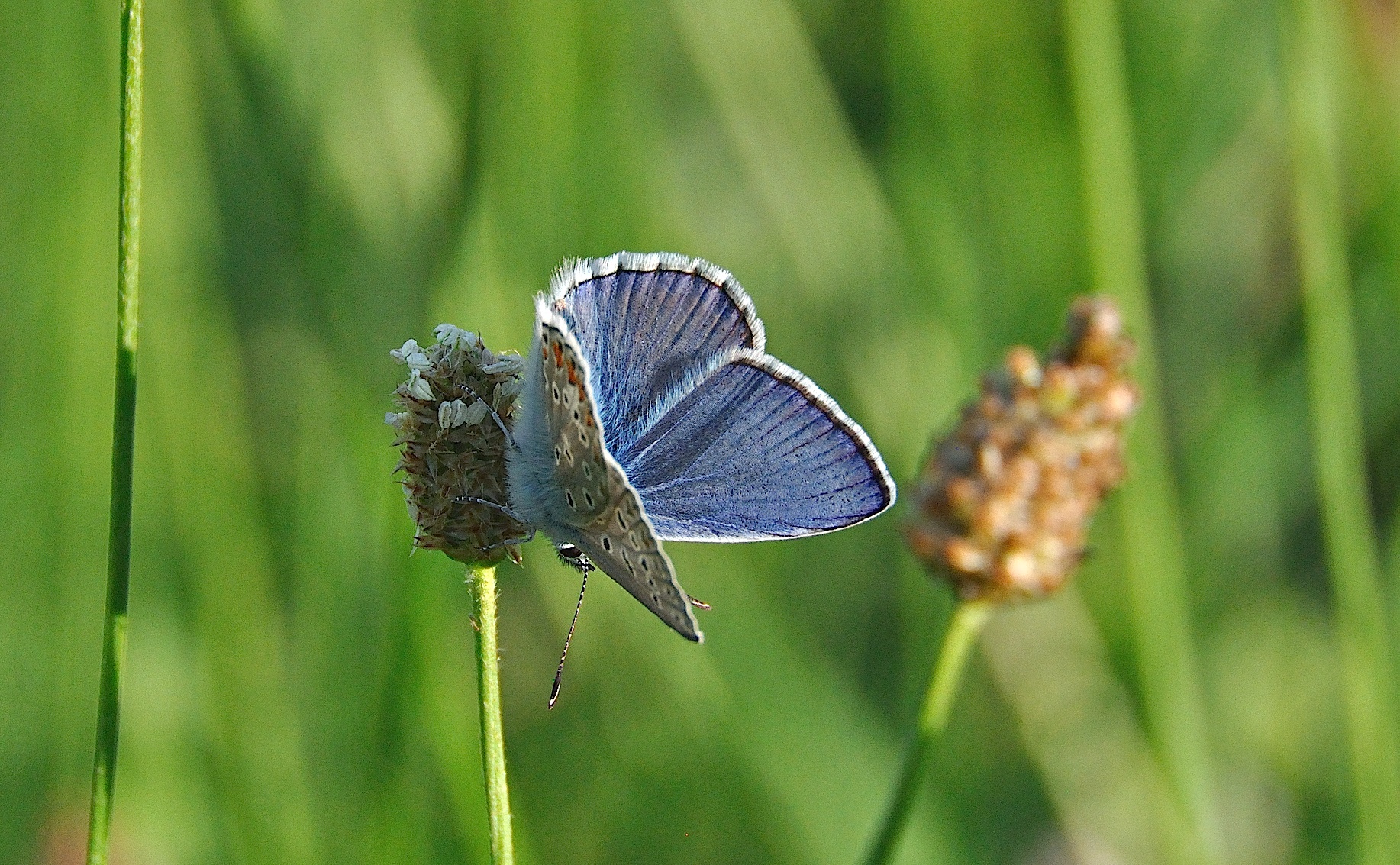 photo A040264, © Adriaan van Os, Corsavy 19-06-2017, altitude 800 m, ♂ Polyommatus icarus
