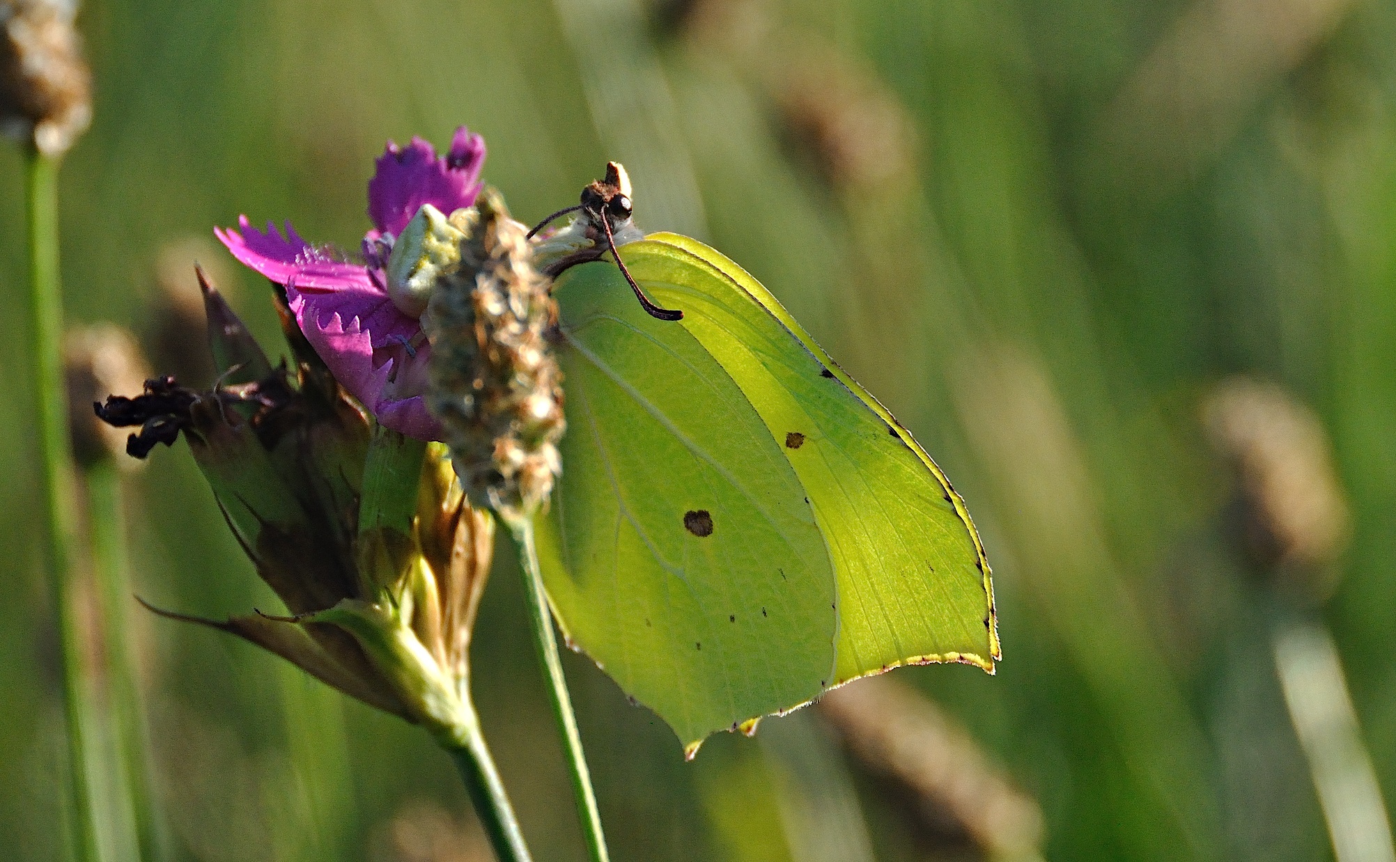 Foto A040300, © Adriaan van Os, Corsavy 19-06-2017, H�he 800 m, ♂ Gonepteryx rhamni