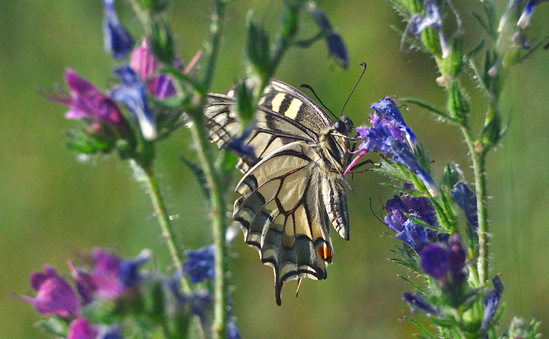 foto A040595, © Adriaan van Os, Corsavy 21-06-2017, altitud 800 m, Papilio machaon