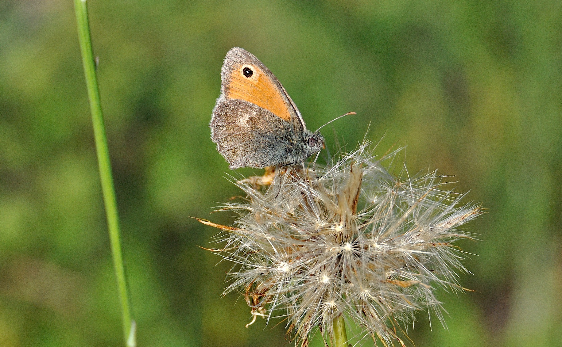 foto A041023, © Adriaan van Os, Corsavy 22-06-2017, altitud 800 m, ♂ Coenonympha pamphilus
