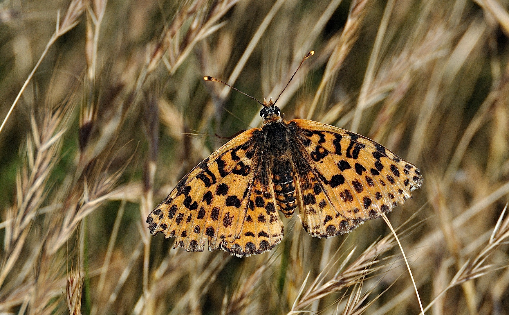 Foto A041029, © Adriaan van Os, Corsavy 22-06-2017, H�he 800 m, ♀ Melitaea didyma