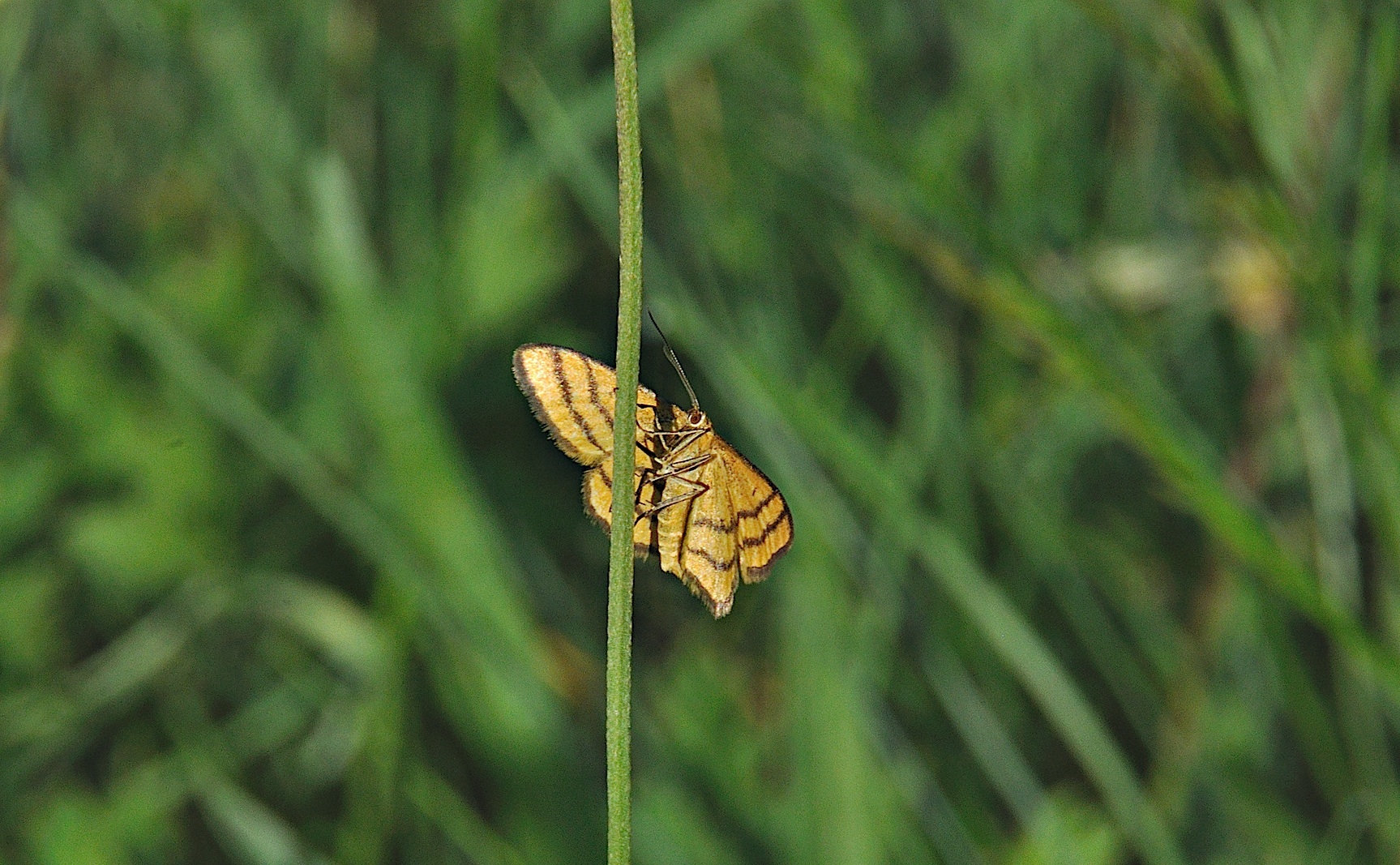 photo A041192, © Adriaan van Os, Corsavy 23-06-2017, altitude 800 m, Idaea aureolaria