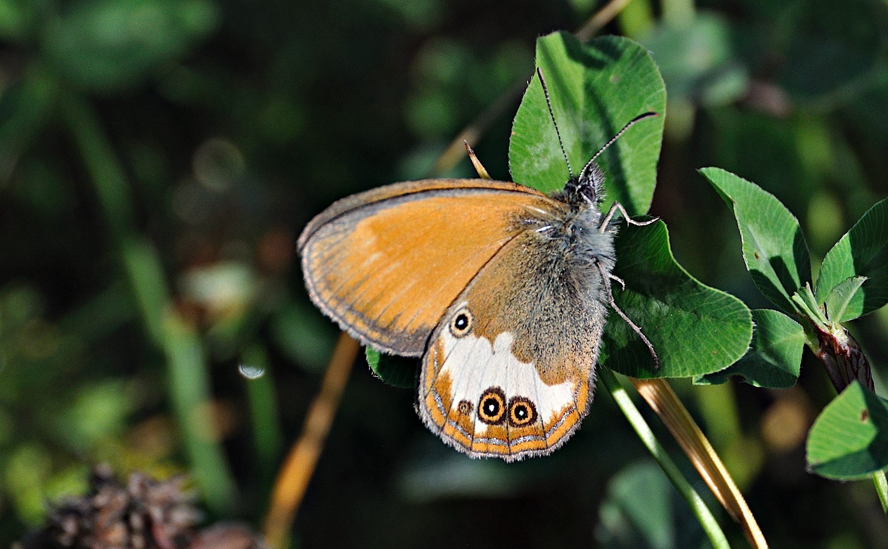 photo A041209, © Adriaan van Os, Corsavy 23-06-2017, altitudo 800 m, Coenonympha arcania