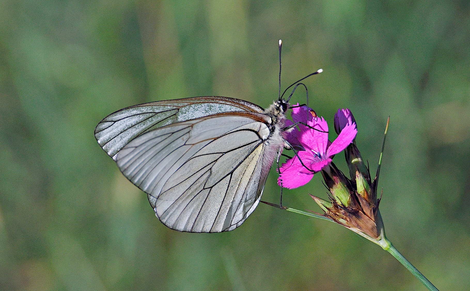 foto A041210, © Adriaan van Os, Corsavy 23-06-2017, altitud 800 m, Aporia crataegi
