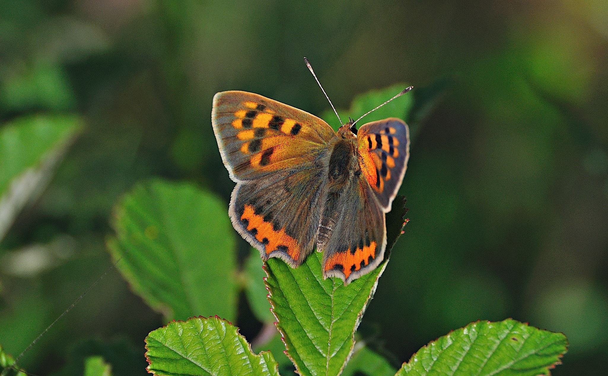 foto A041219, © Adriaan van Os, Corsavy 23-06-2017, altitud 800 m, Lycaena phlaeas