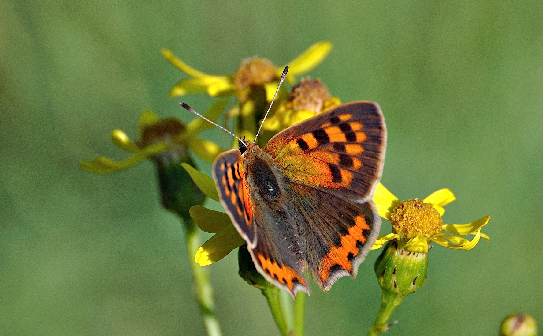 foto A041236, © Adriaan van Os, Corsavy 23-06-2017, altitud 800 m, Lycaena phlaeas