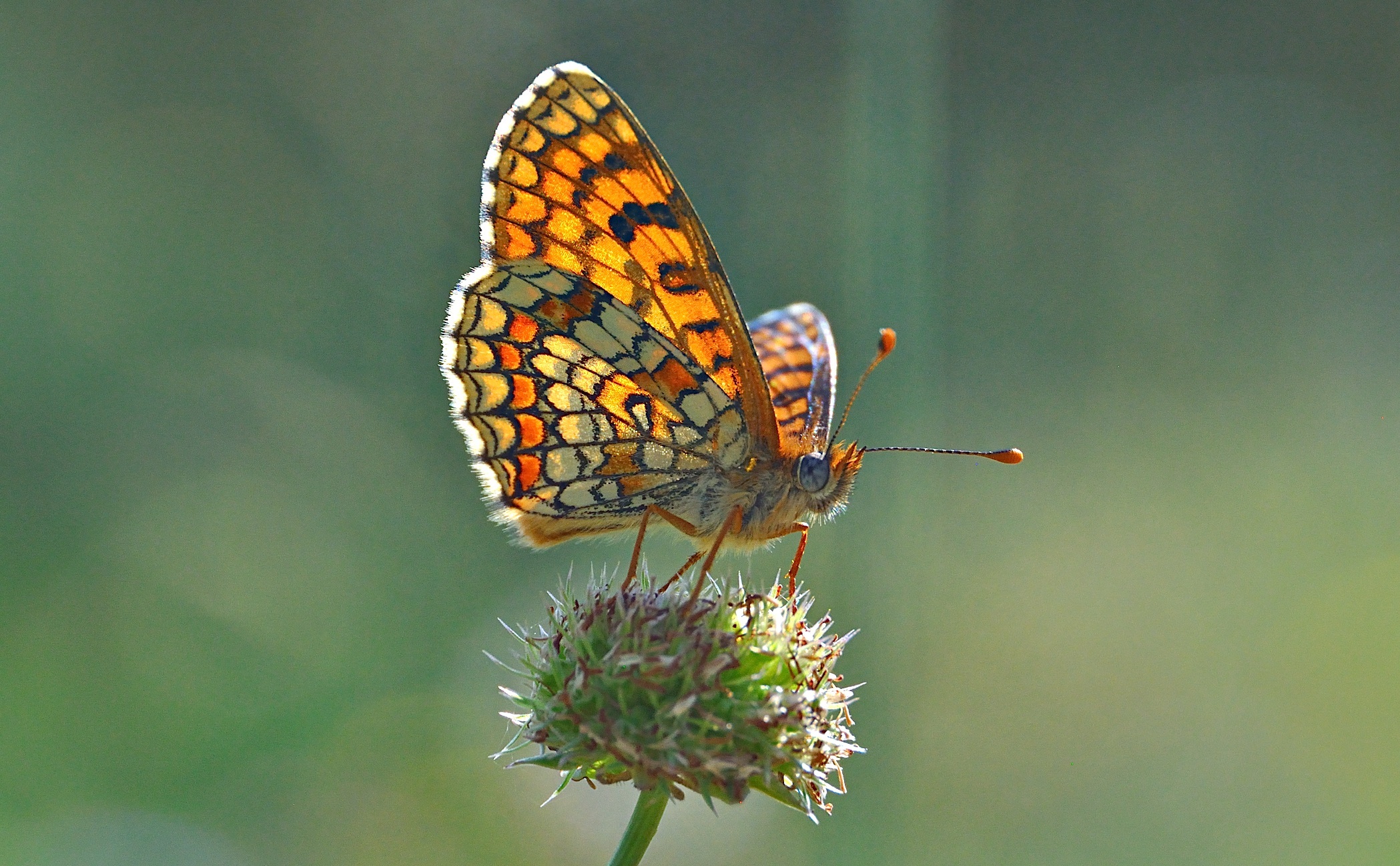 photo A041530, © Adriaan van Os, Corsavy 24-06-2017, altitude 800 m, Melitaea deione ?