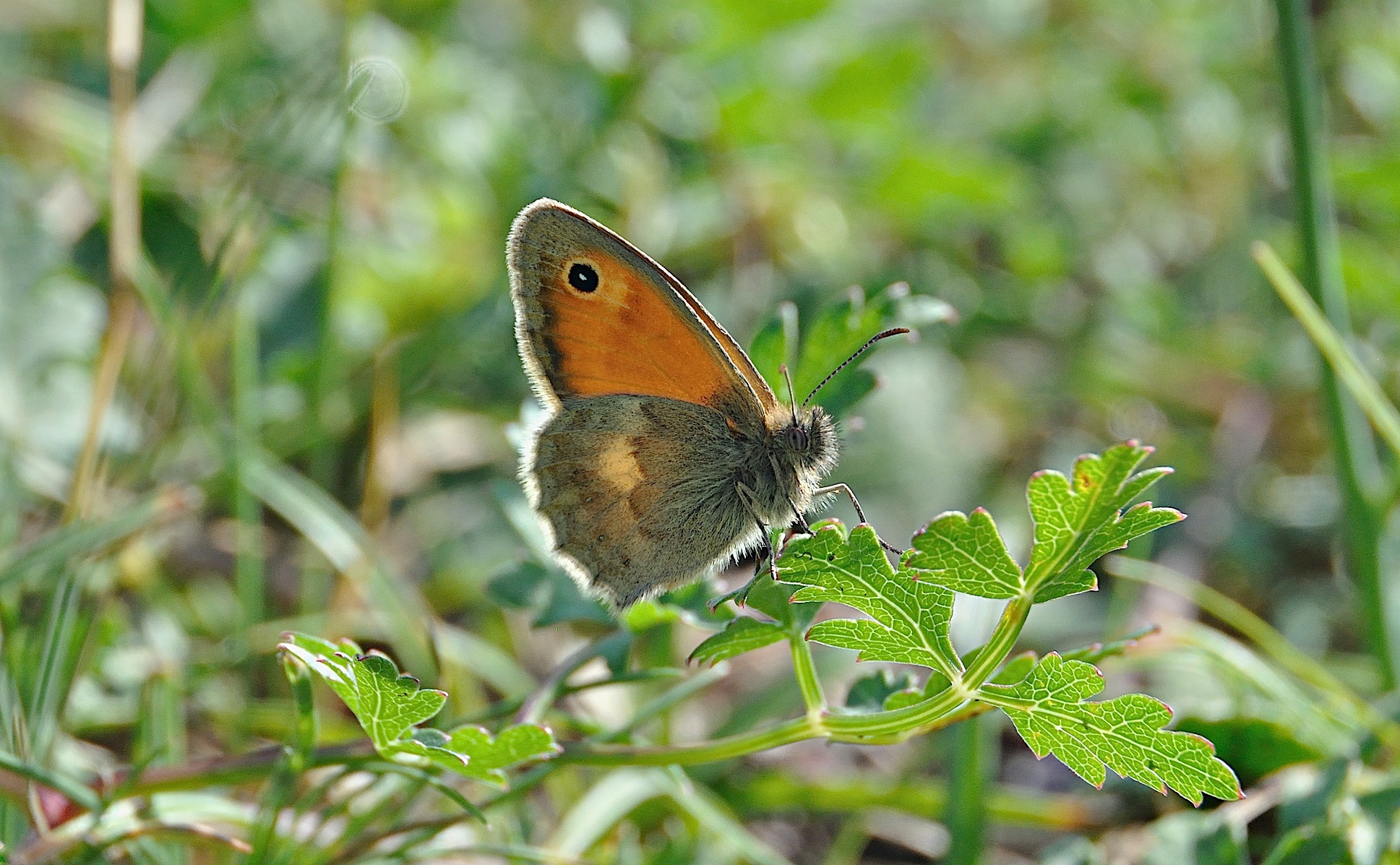 Foto A041553, © Adriaan van Os, Corsavy 24-06-2017, H�he 800 m, ♂ Coenonympha pamphilus