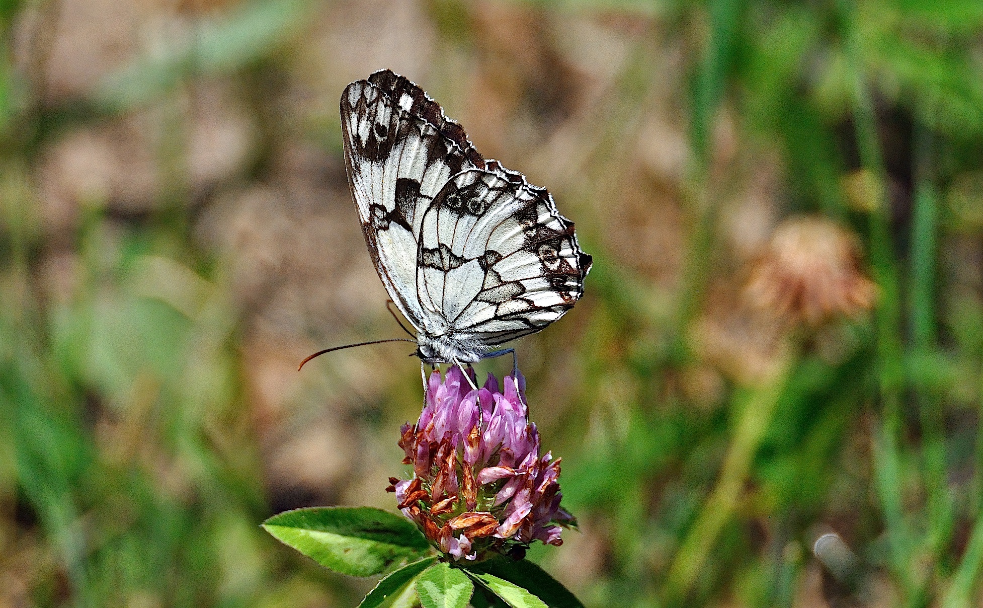 foto A041563, © Adriaan van Os, Corsavy 24-06-2017, altitud 800 m, ♂ Melanargia lachesis