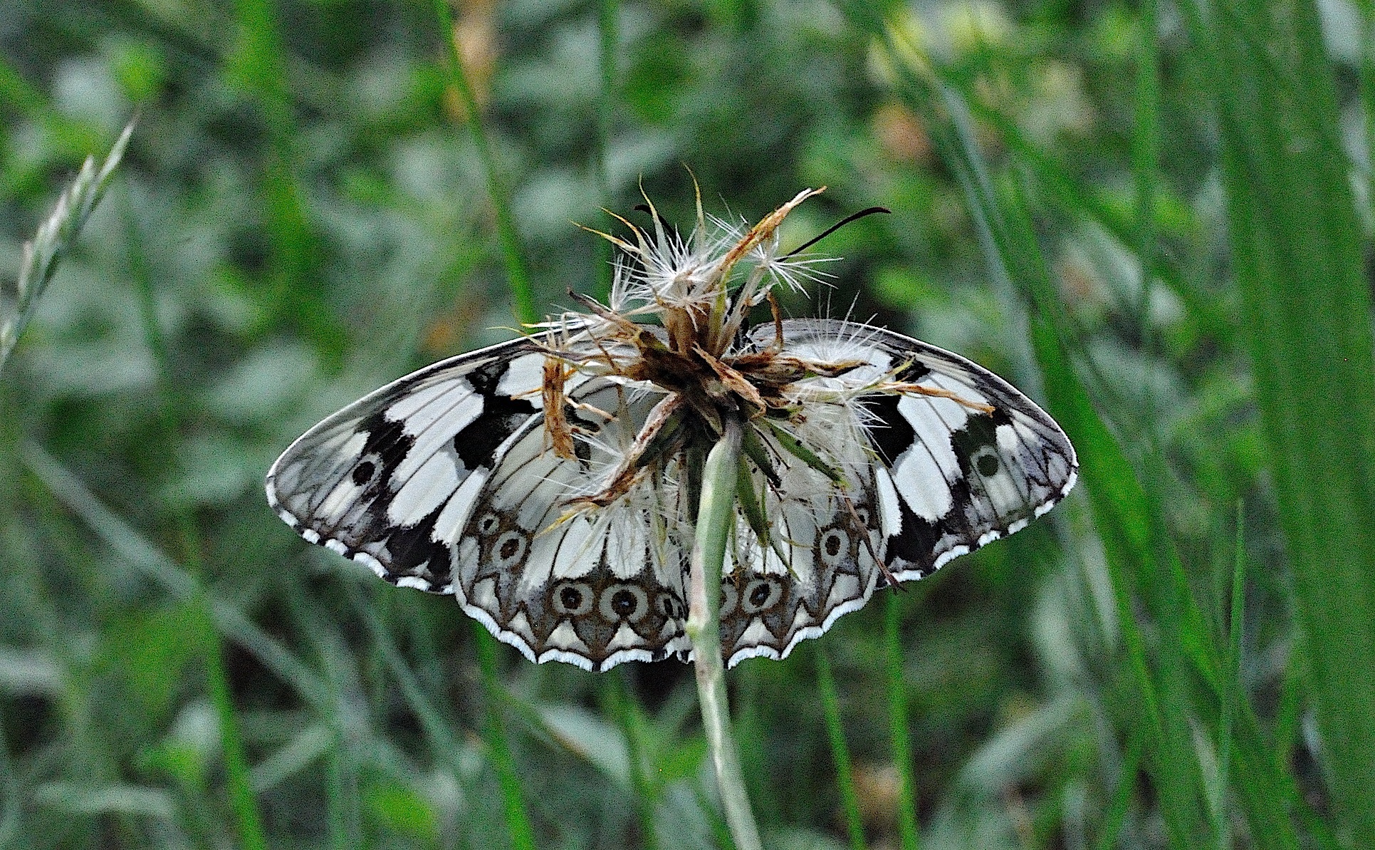 foto A042046, © Adriaan van Os, Corsavy 25-06-2017, altitud 800 m, ♂ Melanargia lachesis