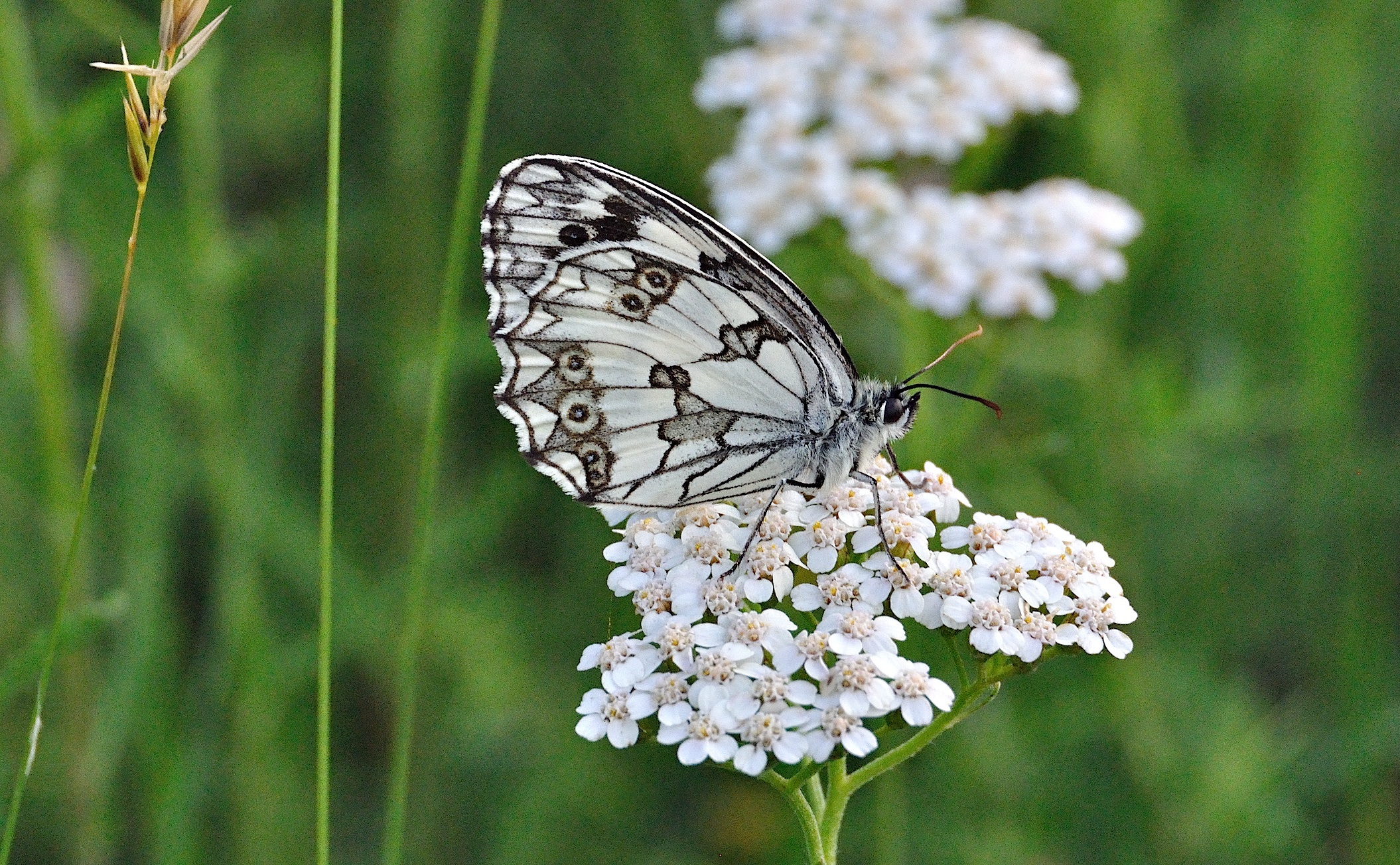 foto A042109, © Adriaan van Os, Corsavy 26-06-2017, altitud 800 m, Melanargia lachesis