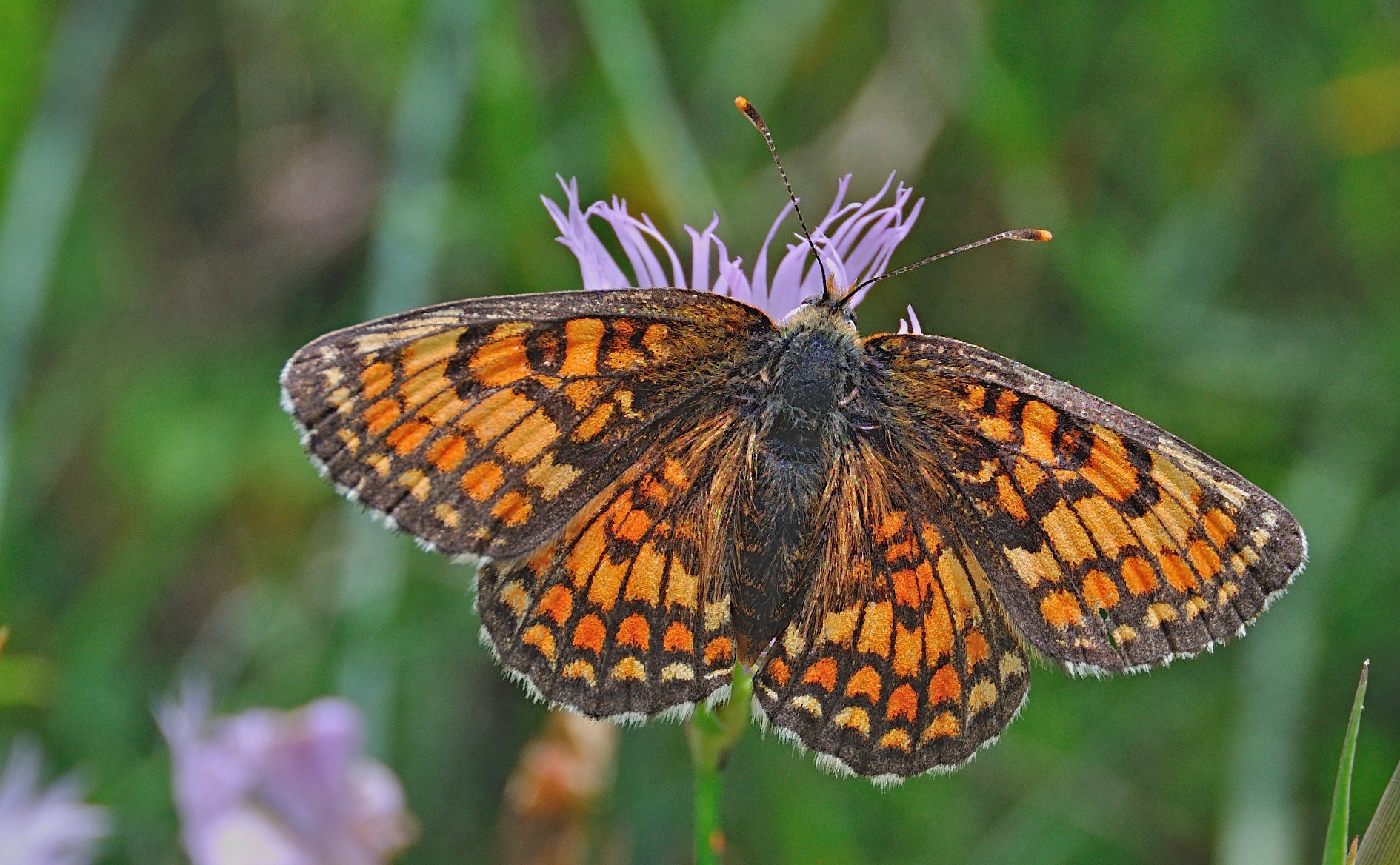 photo A042181, © Adriaan van Os, Corsavy 27-06-2017, altitudo 1300 m, ♀ Melitaea deione