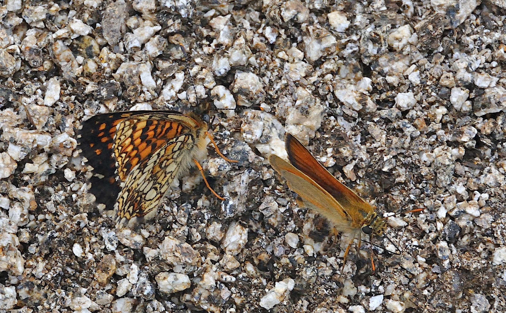 photo A042232, © Adriaan van Os, Corsavy 27-06-2017, altitude 1300 m, Melitaea diamina (at the left) with Thymelicus lineola (at the right)
