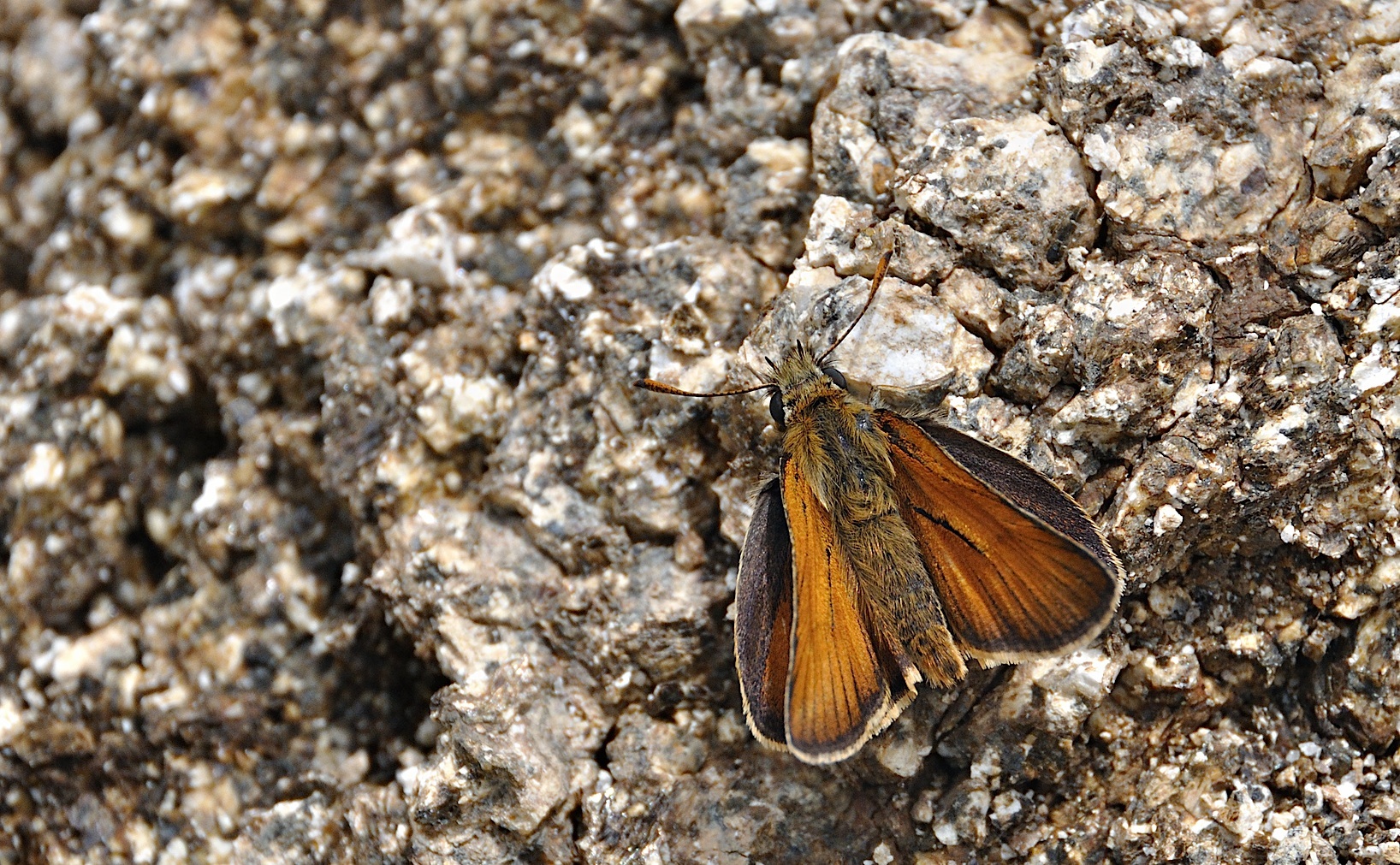 foto A042294, © Adriaan van Os, Corsavy 27-06-2017, hoogte 1300 m, ♂ Thymelicus sylvestris