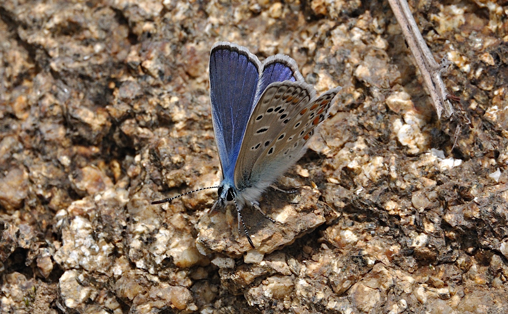foto A042337, © Adriaan van Os, Corsavy 27-06-2017, hoogte 1300 m, ♂ Polyommatus icarus