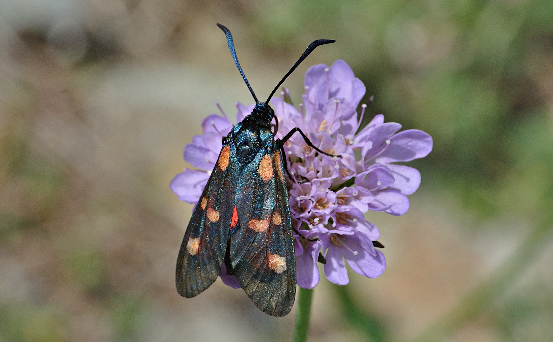 foto A042457, © Adriaan van Os, Corsavy 27-06-2017, altitud 1300 m, Zygaena lonicerae ?