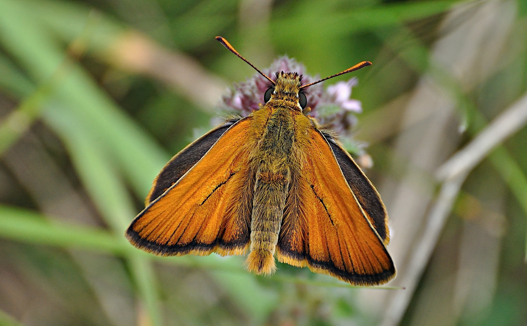 foto A042673, © Adriaan van Os, Corsavy 27-06-2017, hoogte 1300 m, ♂ Thymelicus sylvestris