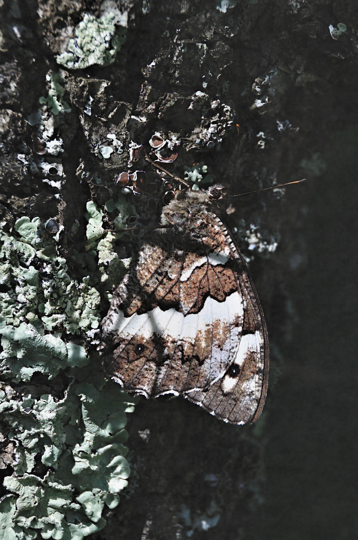 foto A042752, © Adriaan van Os, Corsavy 30-06-2017, altitud 800 m, Brintesia circe