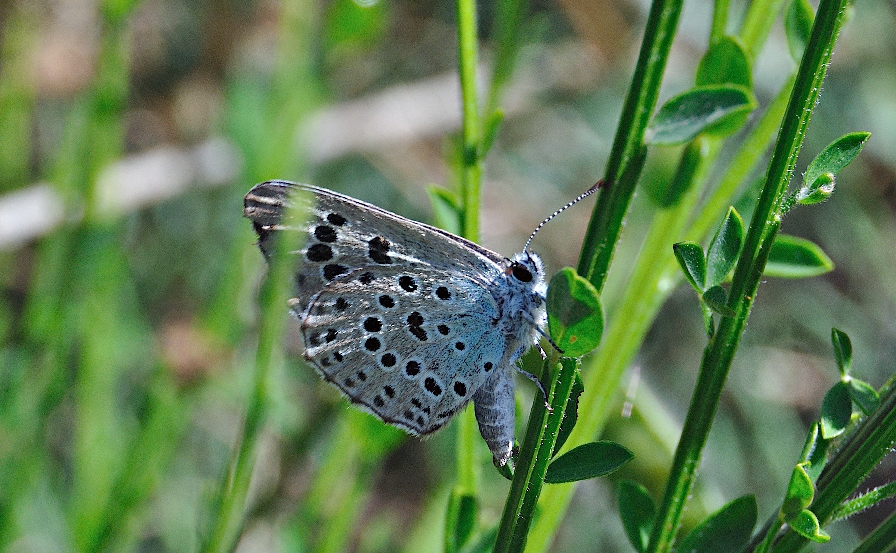 foto A042853, © Adriaan van Os, Corsavy 01-07-2017, hoogte 1300 m, ♀ Phengaris arion obscura