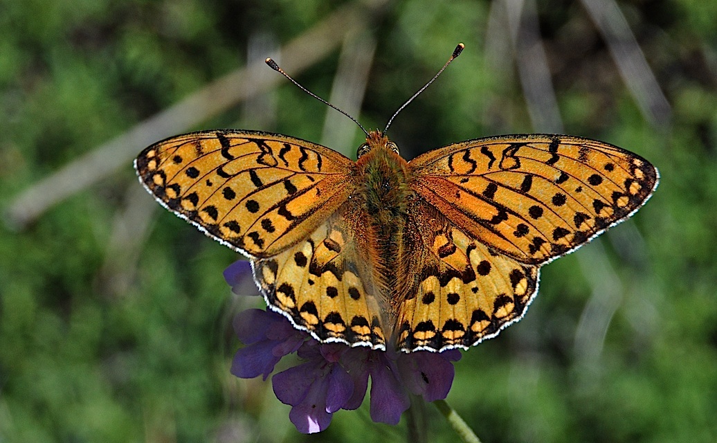 photo A042892, © Adriaan van Os, Corsavy 01-07-2017, altitude 1300 m, Argynnis aglaja ?